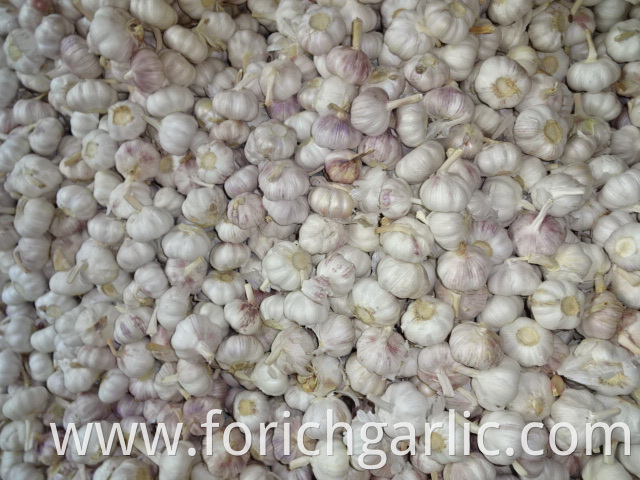 High Quality Normal White Garlic